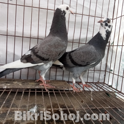 কবুতর